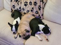 dogs2.jpg