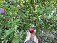 IMG_1187.jpeg