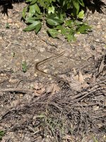 IMG_2772.jpeg